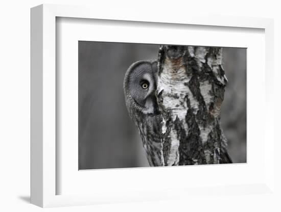 Great Grey Owl (Strix Nebulosa) Peering around Birch Tree, Bergslagen, Sweden, June 2009-Cairns-Framed Photographic Print