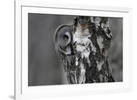 Great Grey Owl (Strix Nebulosa) Peering around Birch Tree, Bergslagen, Sweden, June 2009-Cairns-Framed Photographic Print