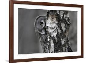 Great Grey Owl (Strix Nebulosa) Peering around Birch Tree, Bergslagen, Sweden, June 2009-Cairns-Framed Photographic Print