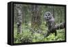 Great Grey Owl (Strix Nebulosa) Perched in Forest, Oulu, Finland. June 2008-Cairns-Framed Stretched Canvas