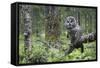 Great Grey Owl (Strix Nebulosa) Perched in Forest, Oulu, Finland. June 2008-Cairns-Framed Stretched Canvas