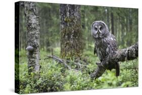 Great Grey Owl (Strix Nebulosa) Perched in Forest, Oulu, Finland. June 2008-Cairns-Stretched Canvas