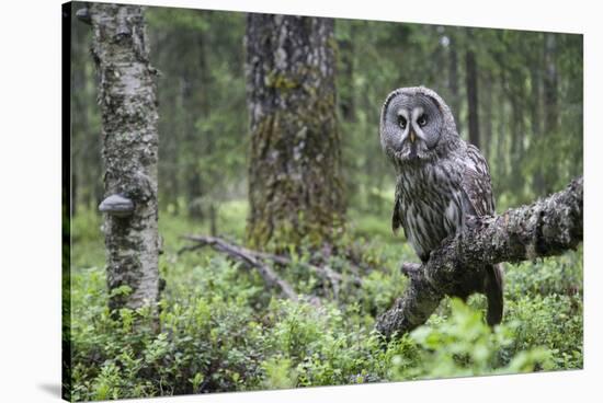 Great Grey Owl (Strix Nebulosa) Perched in Forest, Oulu, Finland. June 2008-Cairns-Stretched Canvas