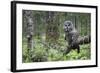 Great Grey Owl (Strix Nebulosa) Perched in Forest, Oulu, Finland. June 2008-Cairns-Framed Photographic Print