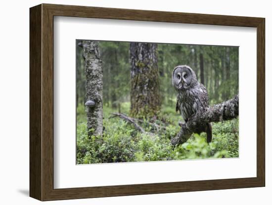 Great Grey Owl (Strix Nebulosa) Perched in Forest, Oulu, Finland. June 2008-Cairns-Framed Photographic Print