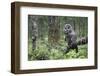 Great Grey Owl (Strix Nebulosa) Perched in Forest, Oulu, Finland. June 2008-Cairns-Framed Photographic Print