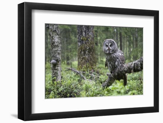 Great Grey Owl (Strix Nebulosa) Perched in Forest, Oulu, Finland. June 2008-Cairns-Framed Photographic Print