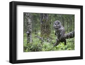 Great Grey Owl (Strix Nebulosa) Perched in Forest, Oulu, Finland. June 2008-Cairns-Framed Photographic Print