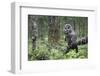 Great Grey Owl (Strix Nebulosa) Perched in Forest, Oulu, Finland. June 2008-Cairns-Framed Photographic Print