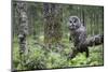 Great Grey Owl (Strix Nebulosa) Perched in Forest, Oulu, Finland. June 2008-Cairns-Mounted Photographic Print