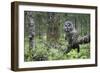 Great Grey Owl (Strix Nebulosa) Perched in Forest, Oulu, Finland. June 2008-Cairns-Framed Photographic Print