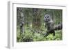 Great Grey Owl (Strix Nebulosa) Perched in Forest, Oulu, Finland. June 2008-Cairns-Framed Photographic Print