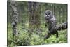 Great Grey Owl (Strix Nebulosa) Perched in Forest, Oulu, Finland. June 2008-Cairns-Stretched Canvas