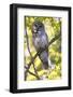 Great grey owl (Strix nebulosa) perched on branch, Finland. May-David Allemand-Framed Photographic Print