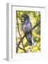 Great grey owl (Strix nebulosa) perched on branch, Finland. May-David Allemand-Framed Photographic Print