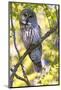 Great grey owl (Strix nebulosa) perched on branch, Finland. May-David Allemand-Mounted Photographic Print