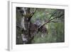 Great Grey Owl (Strix Nebulosa) with Chick in Nest in Boreal Forest, Northern Oulu, Finland, June-Cairns-Framed Photographic Print
