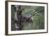 Great Grey Owl (Strix Nebulosa) with Chick in Nest in Boreal Forest, Northern Oulu, Finland, June-Cairns-Framed Photographic Print