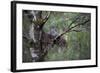 Great Grey Owl (Strix Nebulosa) with Chick in Nest in Boreal Forest, Northern Oulu, Finland, June-Cairns-Framed Photographic Print