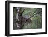 Great Grey Owl (Strix Nebulosa) with Chick in Nest in Boreal Forest, Northern Oulu, Finland, June-Cairns-Framed Photographic Print