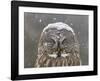 Great Grey Owl Winter Portrait-Mircea Costina-Framed Giclee Print