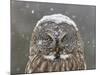 Great Grey Owl Winter Portrait-Mircea Costina-Mounted Giclee Print