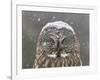 Great Grey Owl Winter Portrait-Mircea Costina-Framed Giclee Print