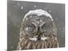 Great Grey Owl Winter Portrait-Mircea Costina-Mounted Giclee Print