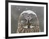 Great Grey Owl Winter Portrait-Mircea Costina-Framed Giclee Print