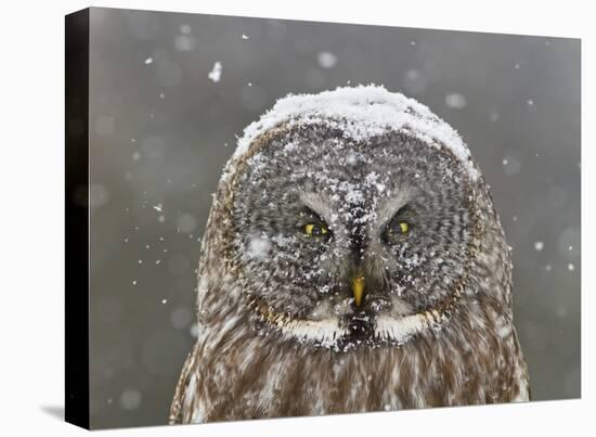 Great Grey Owl Winter Portrait-Mircea Costina-Stretched Canvas