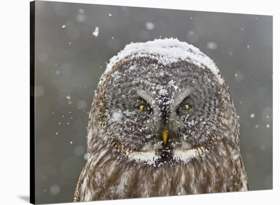 Great Grey Owl Winter Portrait-Mircea Costina-Stretched Canvas