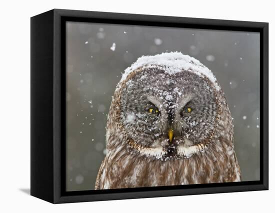 Great Grey Owl Winter Portrait-Mircea Costina-Framed Stretched Canvas