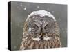 Great Grey Owl Winter Portrait-Mircea Costina-Stretched Canvas