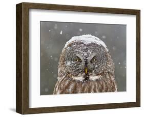 Great Grey Owl Winter Portrait-Mircea Costina-Framed Photographic Print