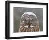 Great Grey Owl Winter Portrait-Mircea Costina-Framed Photographic Print