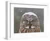 Great Grey Owl Winter Portrait-Mircea Costina-Framed Photographic Print