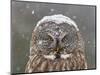 Great Grey Owl Winter Portrait-Mircea Costina-Mounted Photographic Print