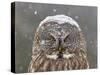 Great Grey Owl Winter Portrait-Mircea Costina-Stretched Canvas