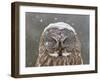 Great Grey Owl Winter Portrait-Mircea Costina-Framed Photographic Print