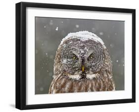 Great Grey Owl Winter Portrait-Mircea Costina-Framed Photographic Print