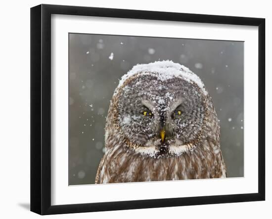 Great Grey Owl Winter Portrait-Mircea Costina-Framed Photographic Print