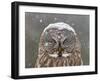 Great Grey Owl Winter Portrait-Mircea Costina-Framed Photographic Print