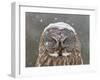 Great Grey Owl Winter Portrait-Mircea Costina-Framed Photographic Print