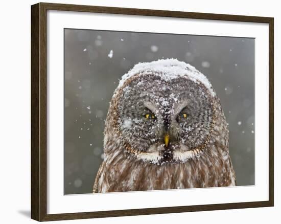 Great Grey Owl Winter Portrait-Mircea Costina-Framed Photographic Print