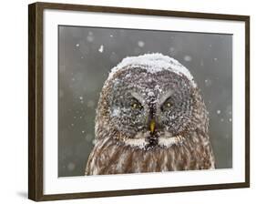 Great Grey Owl Winter Portrait-Mircea Costina-Framed Photographic Print