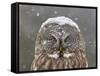 Great Grey Owl Winter Portrait-Mircea Costina-Framed Stretched Canvas