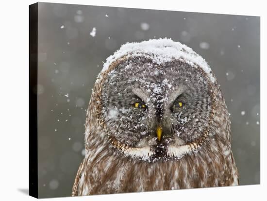 Great Grey Owl Winter Portrait-Mircea Costina-Stretched Canvas