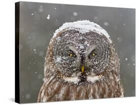 Great Grey Owl Winter Portrait-Mircea Costina-Stretched Canvas