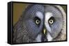 Great Grey Owl-Duncan Shaw-Framed Stretched Canvas