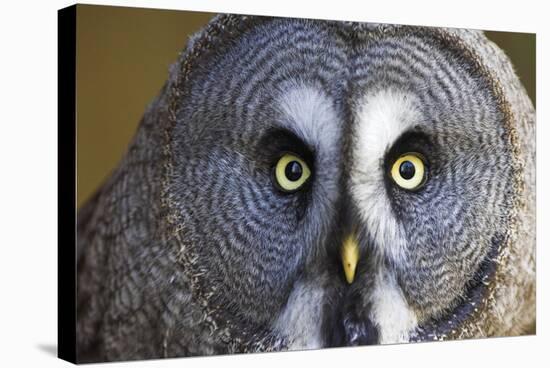 Great Grey Owl-Duncan Shaw-Stretched Canvas
